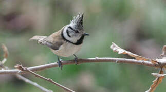 Crested Tit