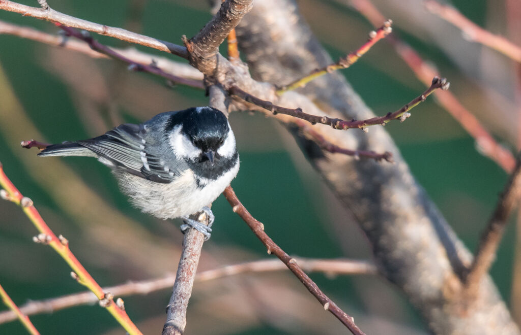 Coal Tit