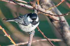 Coal Tit