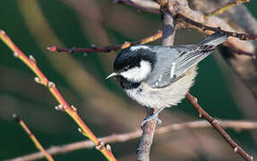 Coal Tit