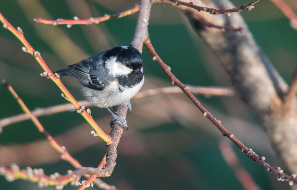 Coal Tit