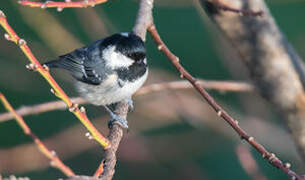 Coal Tit