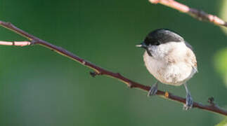 Marsh Tit