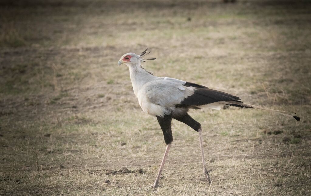 Secretarybird