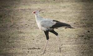 Secretarybird