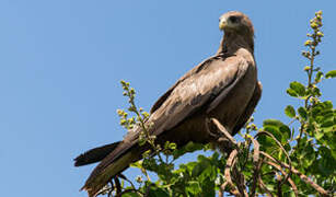 Yellow-billed Kite