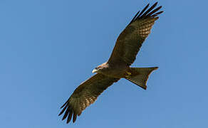 Yellow-billed Kite