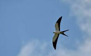 Swallow-tailed Kite