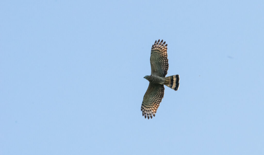 Hook-billed Kite