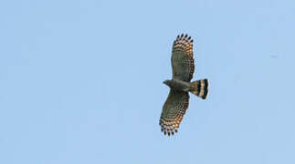 Hook-billed Kite