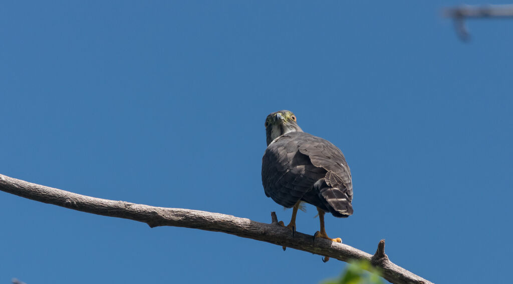 Double-toothed Kite