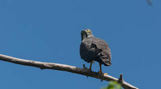 Double-toothed Kite