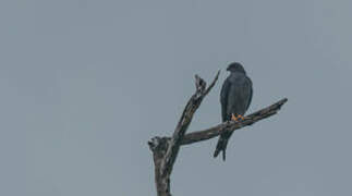 Plumbeous Kite