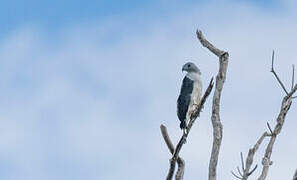 Grey-headed Kite