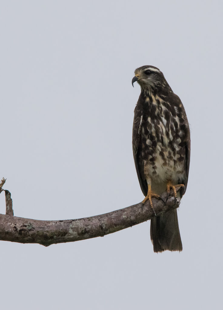 Snail Kite