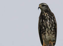 Snail Kite