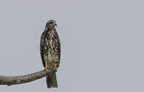 Snail Kite