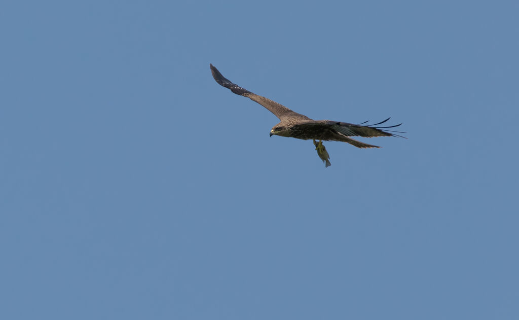 Black Kite