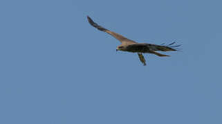 Black Kite