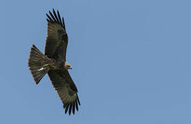 Black Kite