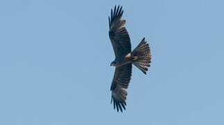 Black Kite