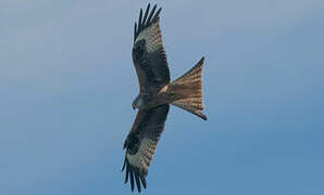 Red Kite