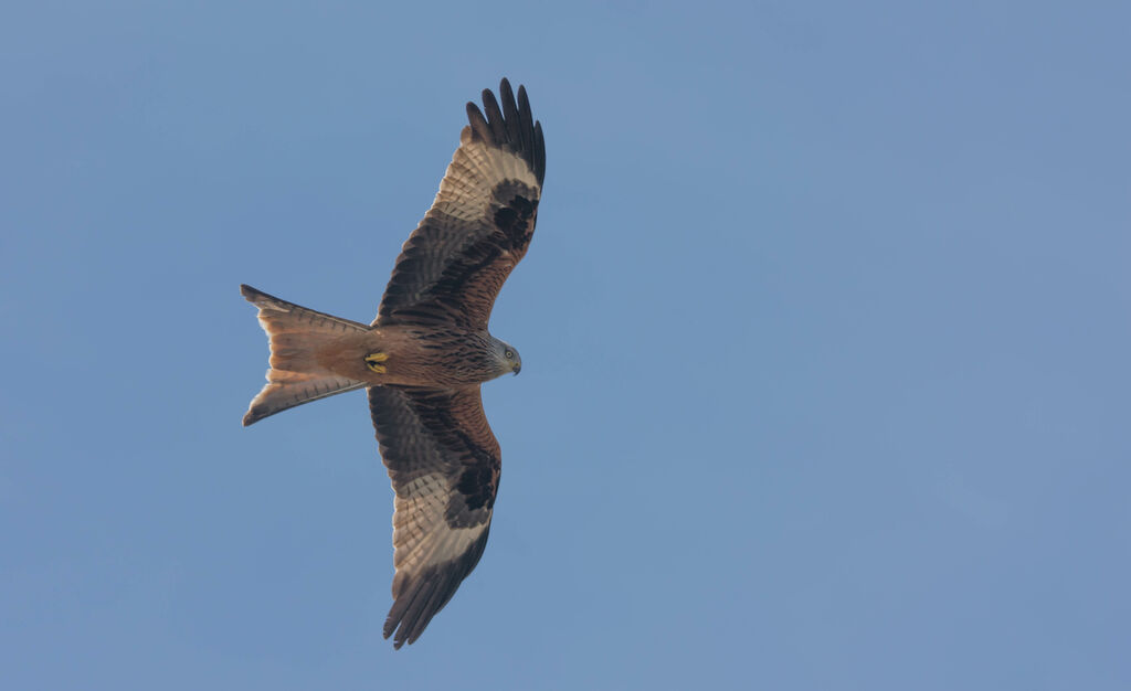 Red Kite