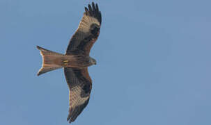 Red Kite