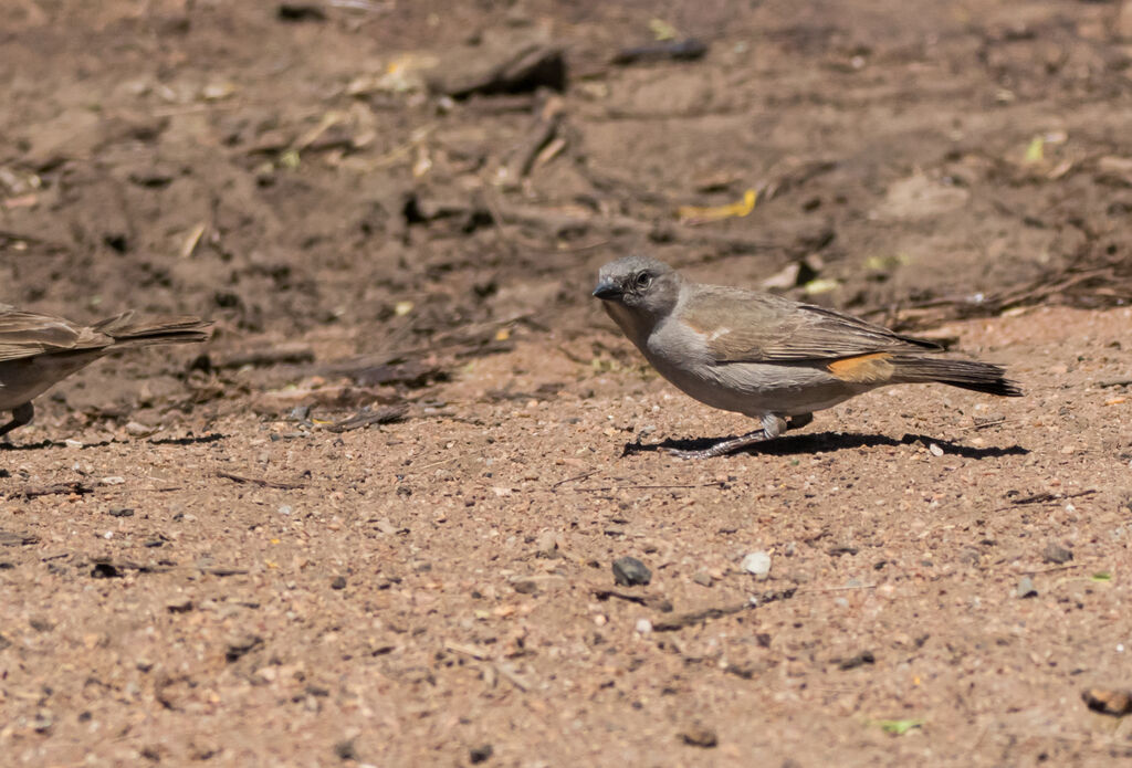 Moineau swahili