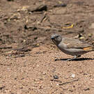 Moineau swahili