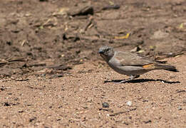 Swahili Sparrow