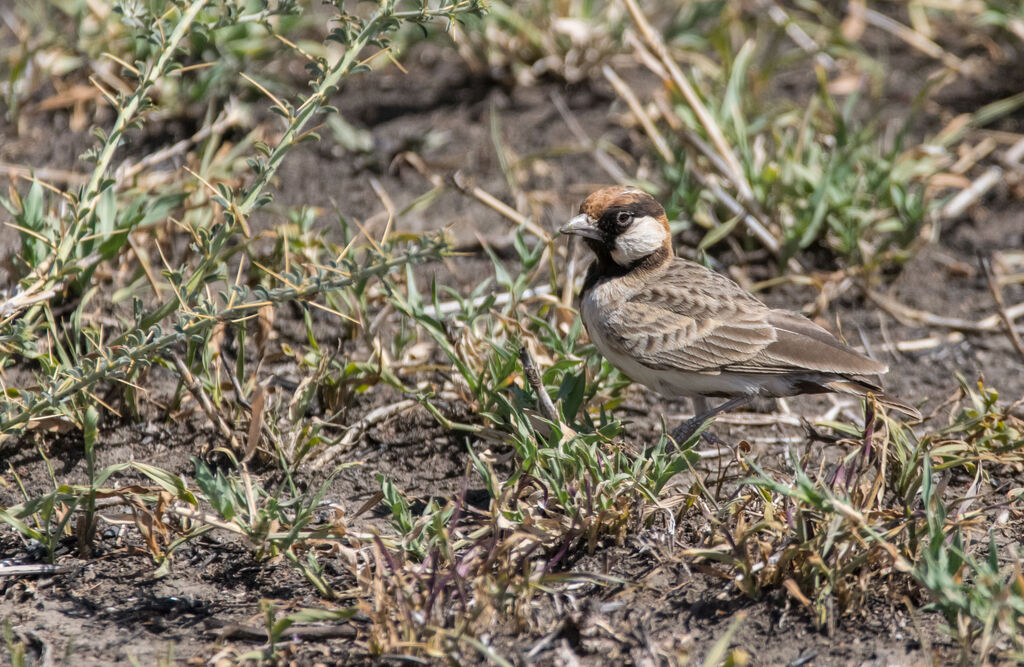 Fischer's Sparrow-Lark