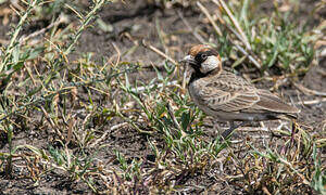 Fischer's Sparrow-Lark