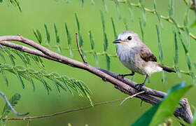 White-headed Marsh Tyrant