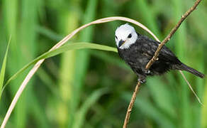 White-headed Marsh Tyrant