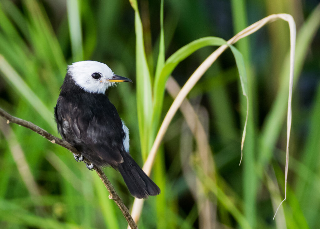 White-headed Marsh Tyrant male adult