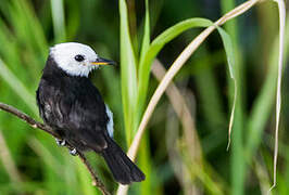 White-headed Marsh Tyrant