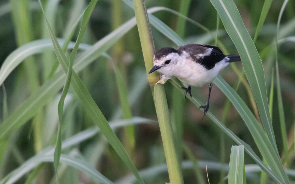 Pied Water Tyrant