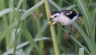 Pied Water Tyrant