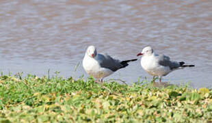 Grey-headed Gull