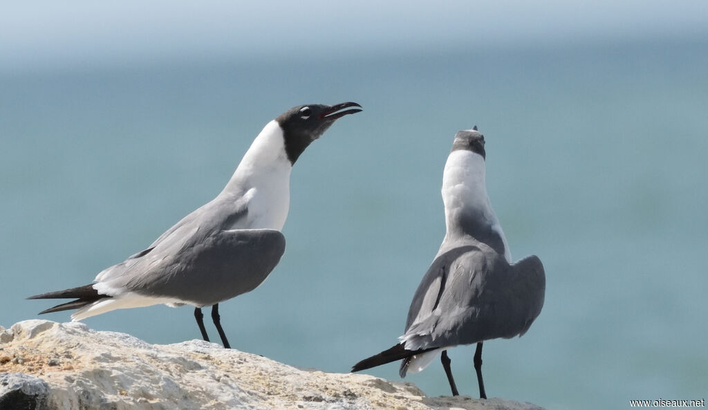 Laughing Gull