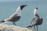 Mouette atricille