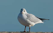 Mouette rieuse