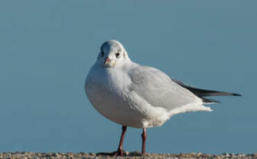 Mouette rieuse