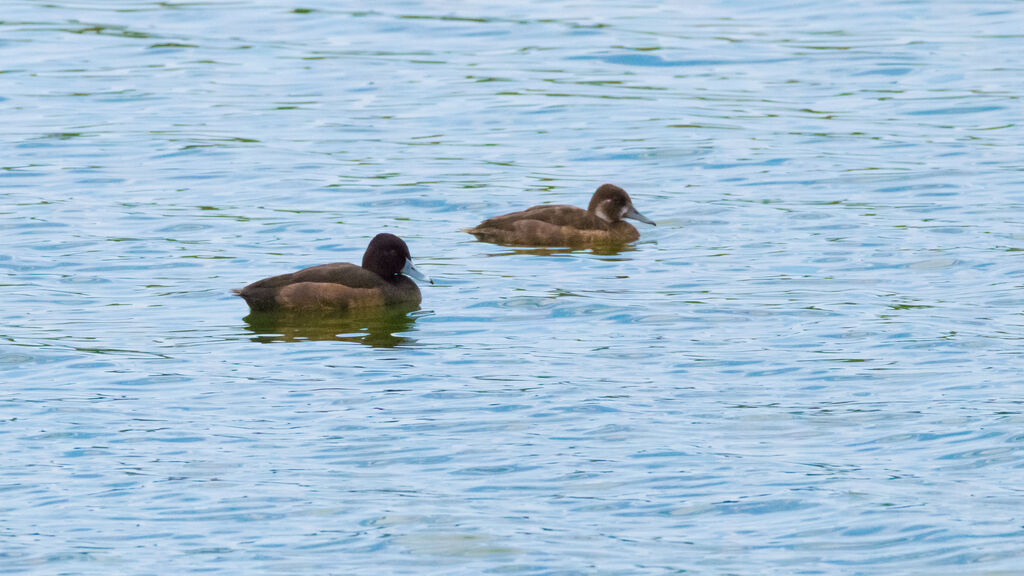 Southern Pochard