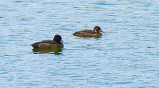 Southern Pochard