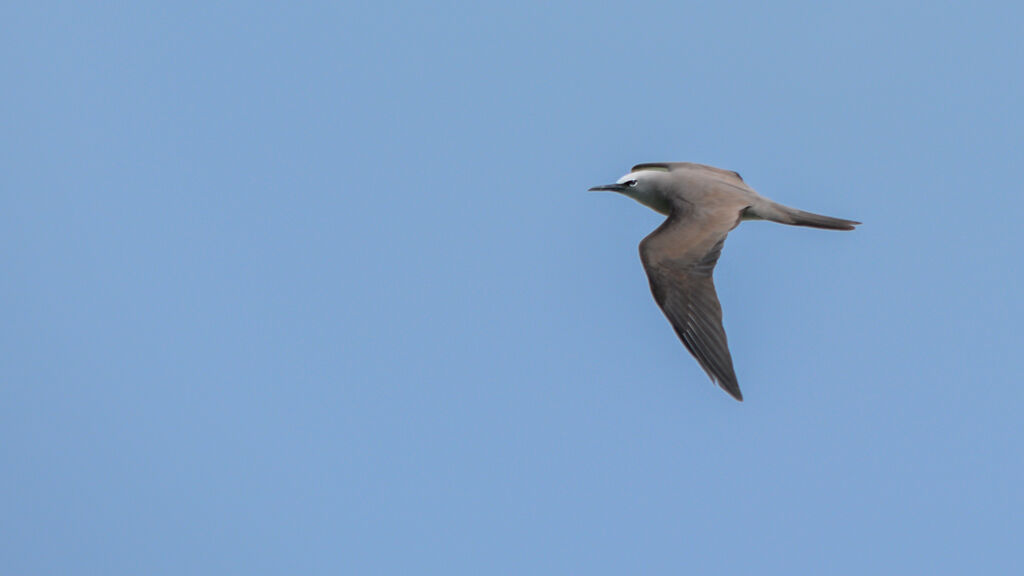 Brown Noddy