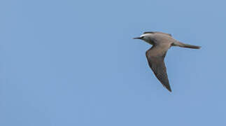 Brown Noddy