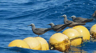 Brown Noddy