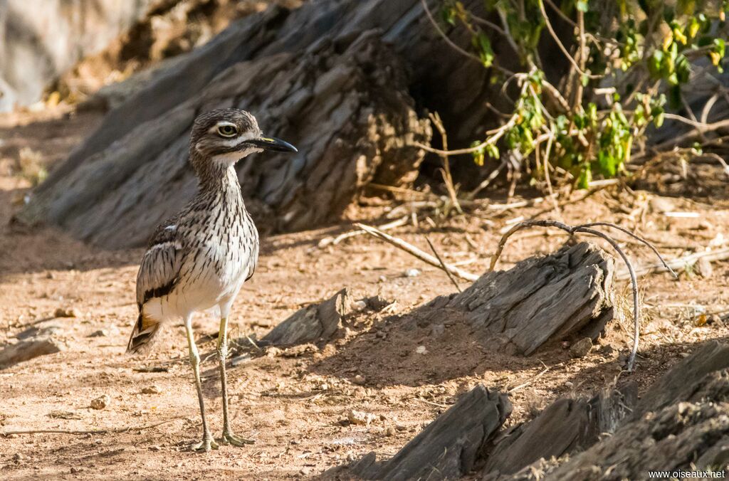 Water Thick-knee